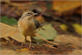<p>KONIPAS HORSKÝ (Motacilla cinerea) /Grey wagtail - Gebürgsstelze/</p>